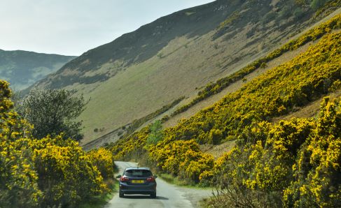 Ein Auto fährt auf einer schmalen Landstraße durch eine hügelige Landschaft mit gelb blühenden Sträuchern.