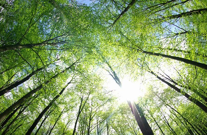 Lichtung im Wald