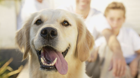 Golden Retriever steht vor seiner Familie und hechelt