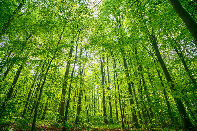 Waldbrandschutzversicherung von AXA