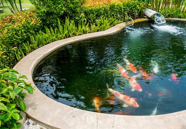 Gartenteich mit Koi